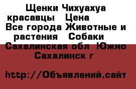 Щенки Чихуахуа красавцы › Цена ­ 9 000 - Все города Животные и растения » Собаки   . Сахалинская обл.,Южно-Сахалинск г.